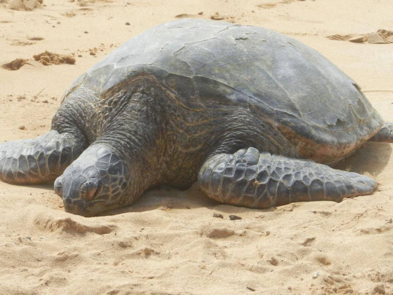 Turtle on Poipu Beach - by E.K.